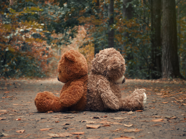 Two brown teddy bears placed sitting down in a middle of a road in a woodland area